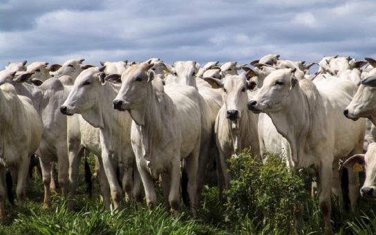 Fed Govt moves to turn livestock into growth engine