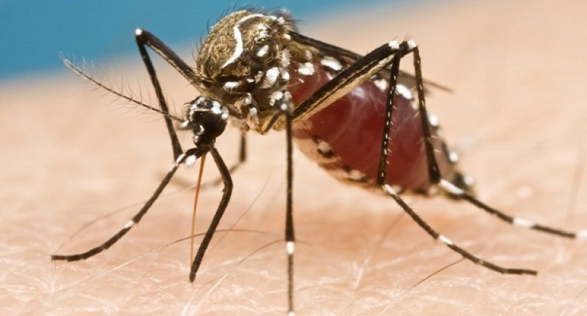 Nigeria Needs N1.89trn To Tackle Malaria â€“ Health Minister