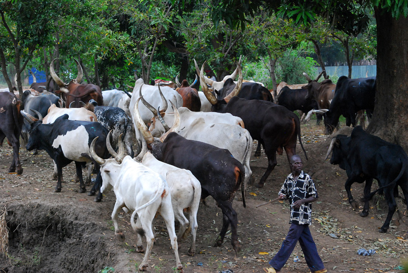 Gumi launches nomadic rights group to protect Fulani