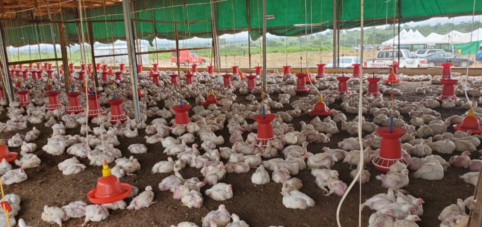 CBN commissions poultry project at Uni Ilorin