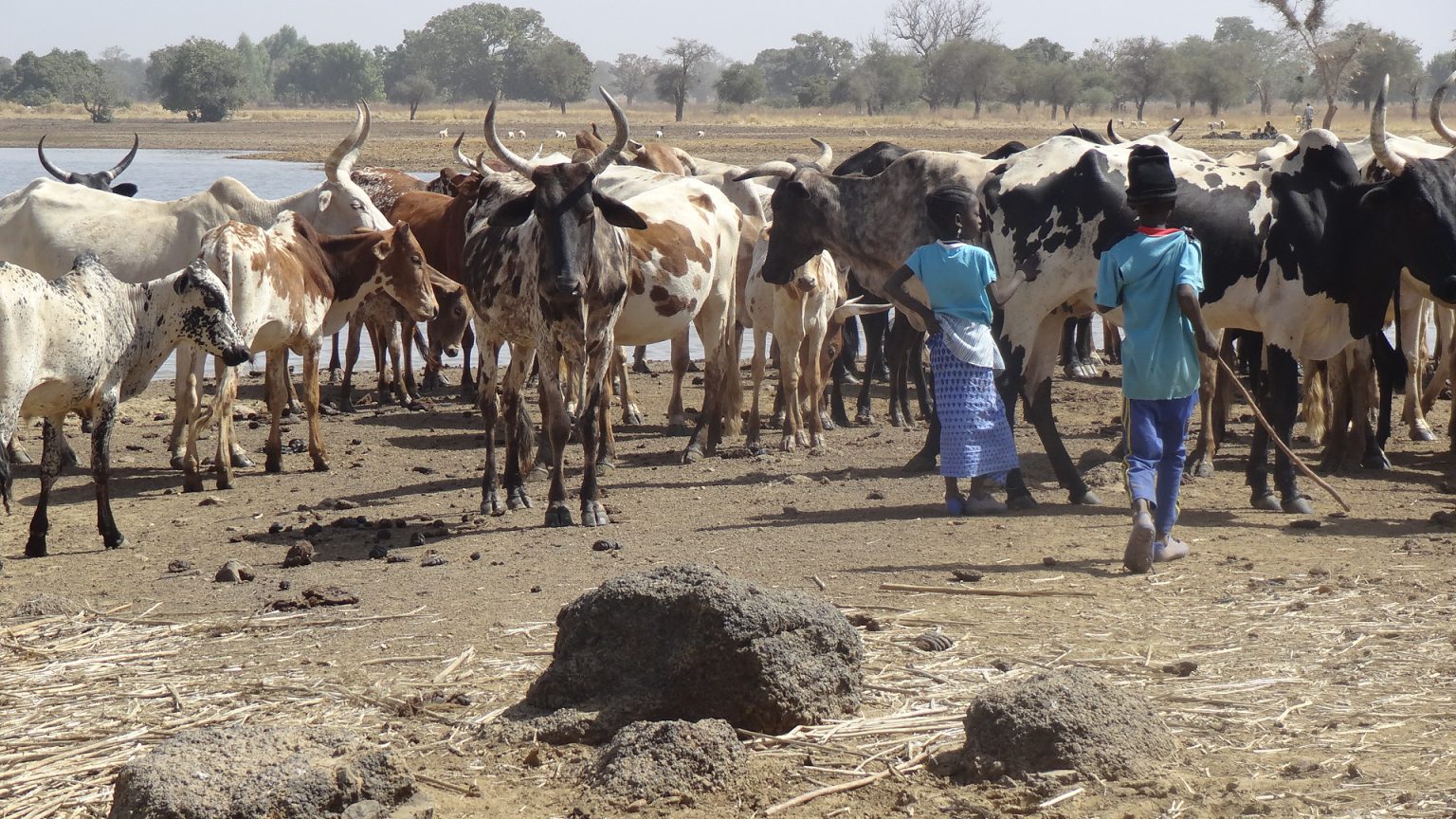 23 feared dead in farmer-herder clashes in Southern Chad
