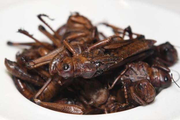 Man who sold fried grasshoppers on plane faces jail