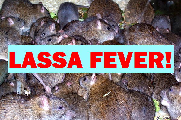 Lassa Fever: Case toll jumps to 92, as new deaths recorded in Bauchi, Ebonyi