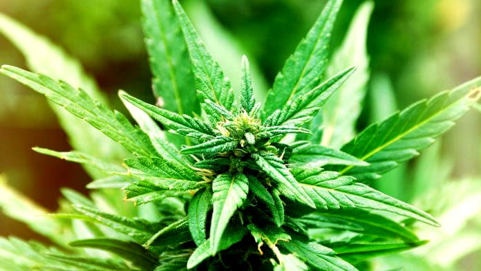 Making a Case for Commercial Production of Cannabis in Nigeria
