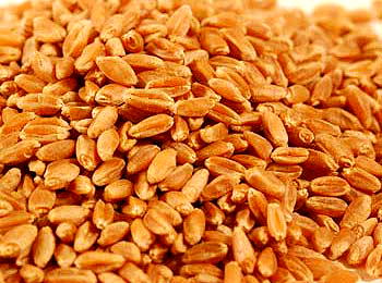 NALDA to up-scale wheat production by 2.7million metric tonnes