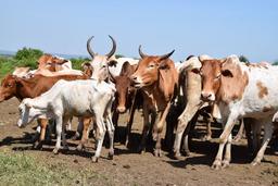 FG to establish livestock breeding centres across geopolitical zones