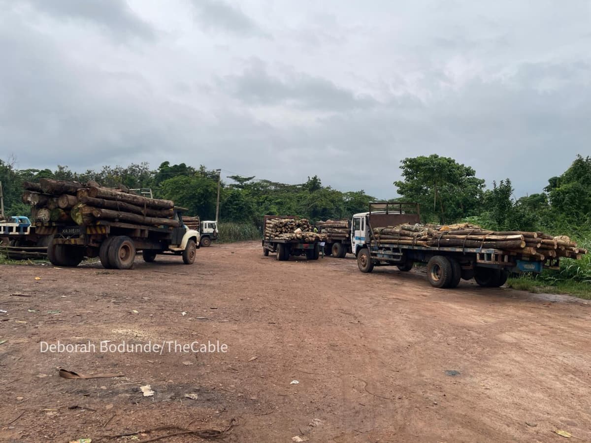 LOGGED OUT: Timber syndicates destroying Nigeria’s fragile forest reserve