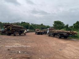 LOGGED OUT: Timber syndicates destroying Nigeria’s fragile forest reserve