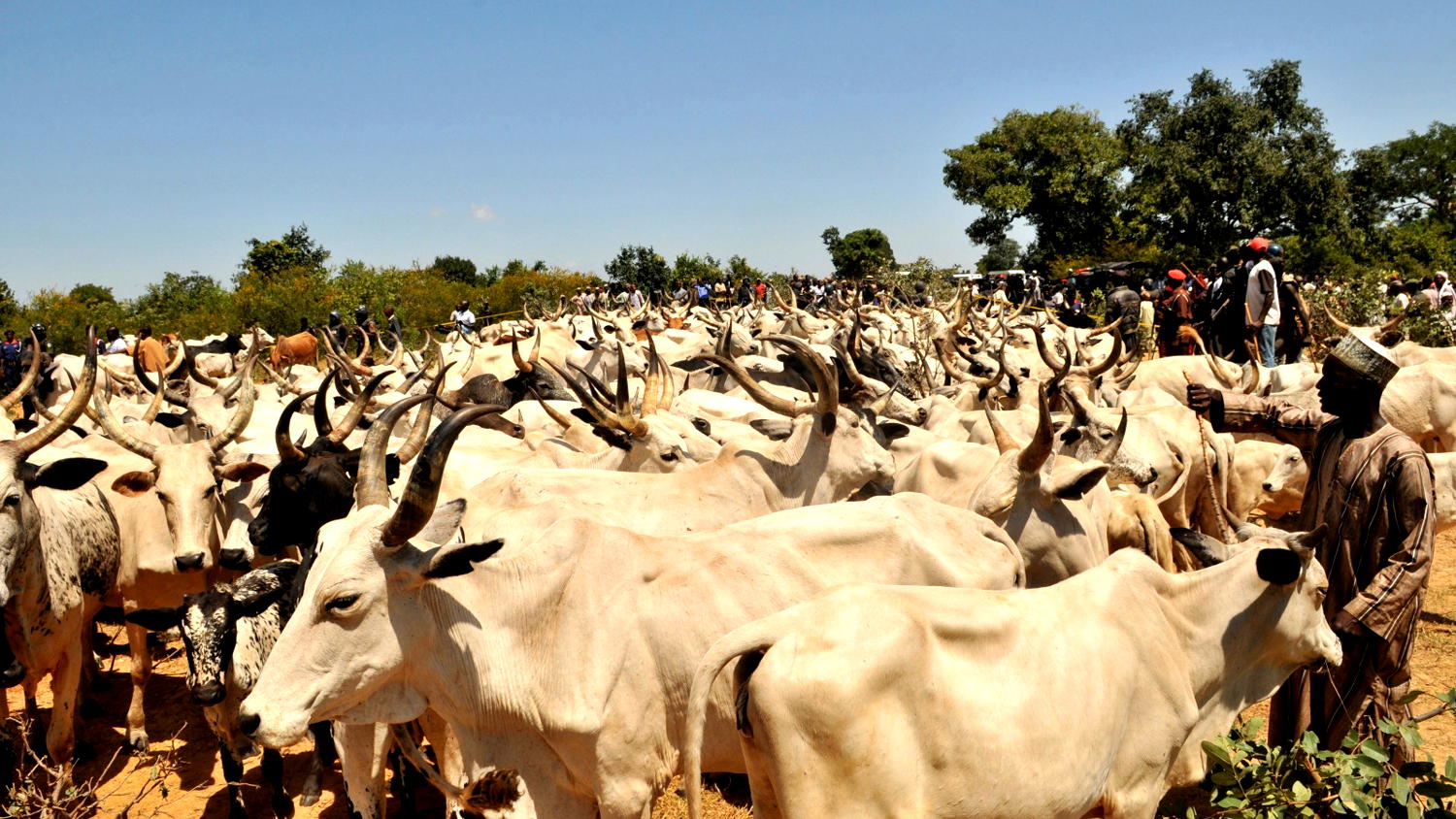 Famine looms in Abia Community over destruction of farm crops by cows