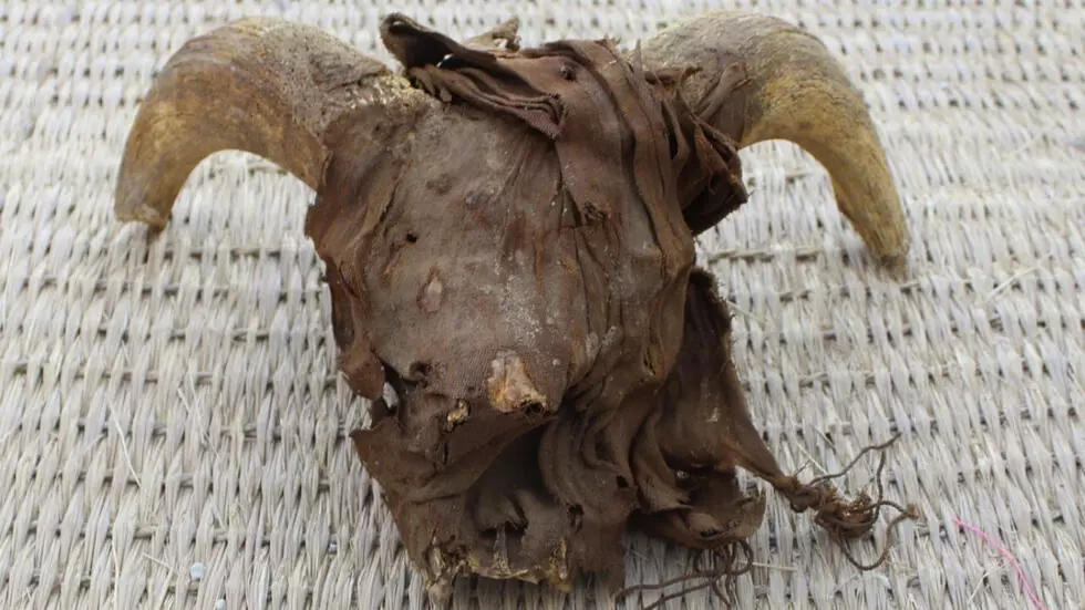 Researchers unearth 2,000 ram heads in Egypt temple