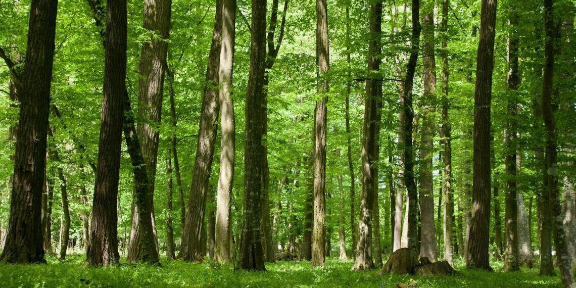 Climate Change: One year after, Nigeria fails to implement tree planting project