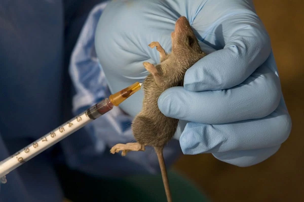 Fear as lassa fever spreads sorrow across 16 states