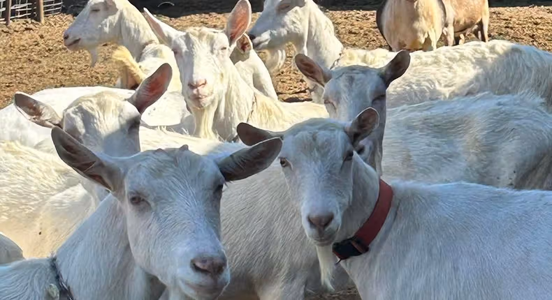 Unknown gang steals 12 goats in Canada, owners offer ₦3m for their return