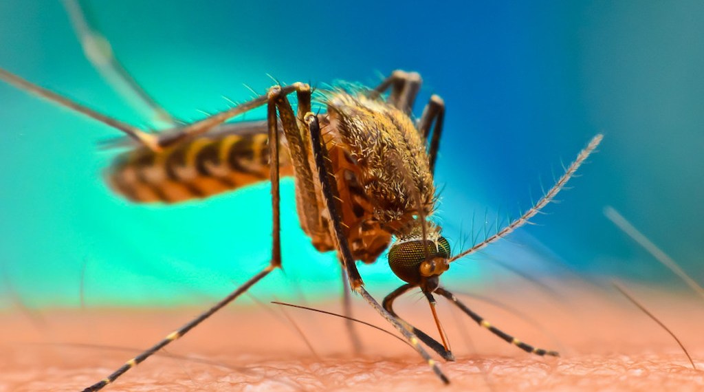 WHO commends malaria vaccine roll-out in three more African countries