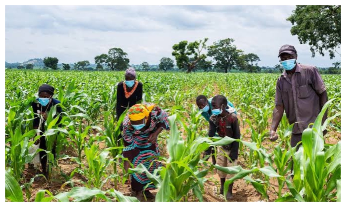 Inconsistent rainfall may affect food harvests "“ Experts warn