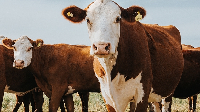 Three years after launch, Nigeria’s N68.3m DPI tool yet to curb cattle rustling