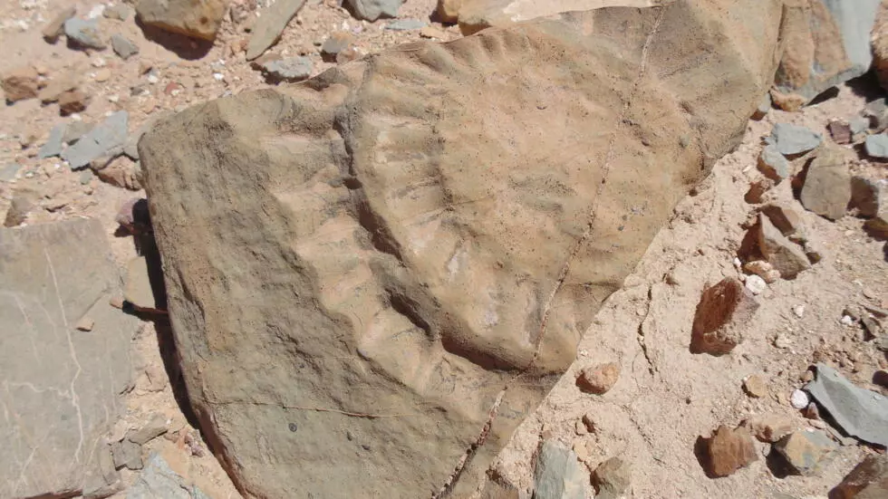 Prehistoric winged lizard unearthed in Chile