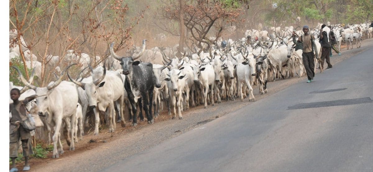 Ondo: Herders flout anti-open grazing law as cow attacks, injures motorcyclist, two others