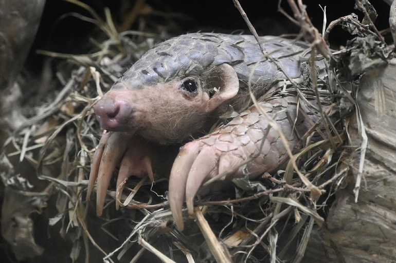Chinese traditional medicine growth in Africa threatens wildlife