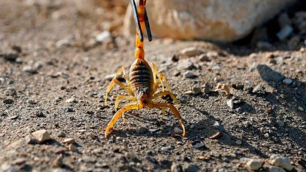 Egypt: Scorpions kill three and injure hundreds in Aswan