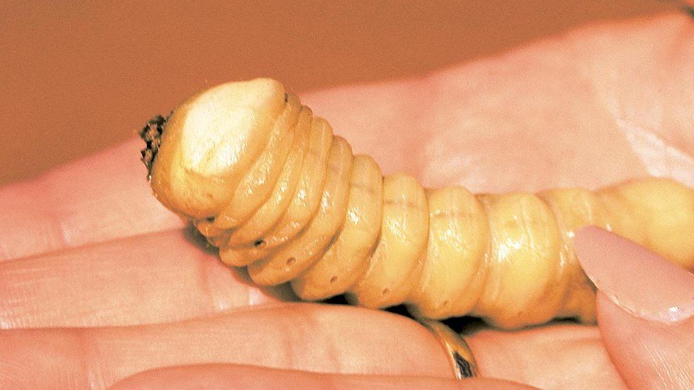 Uni looks to insects to feed world's population