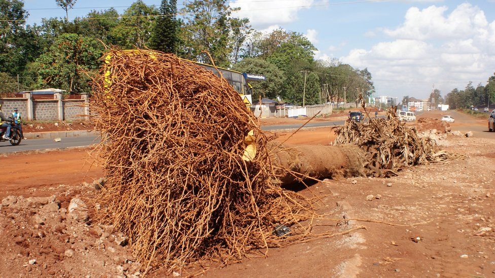 Kenya tree felling sparks anger over Nairobi's new highway