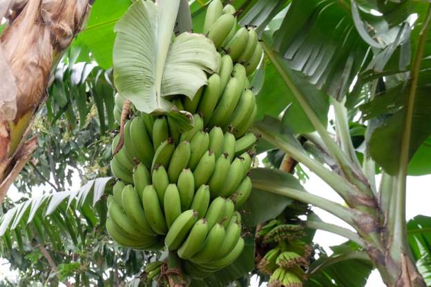 Banana-made brew kills 11 in Rwanda - officials
