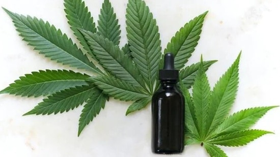 Cannabis Compounds Prevented Covid Infection in Laboratory Study
