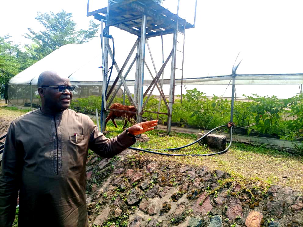 Rising cost of maize frustrating poultry farming "” Gen Ihejirika