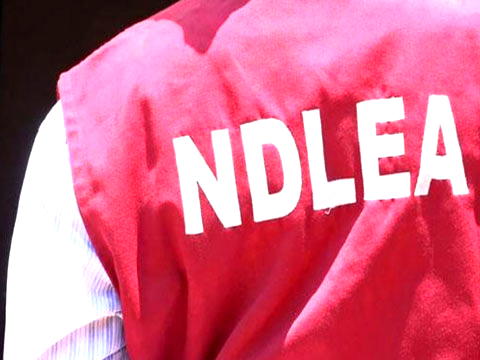NDLEA destroys 17 suspected cannabis sativa farms in Edo in 3 months
