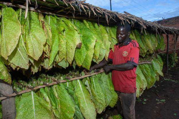Smokers on the rise in Africa - tobacco report
