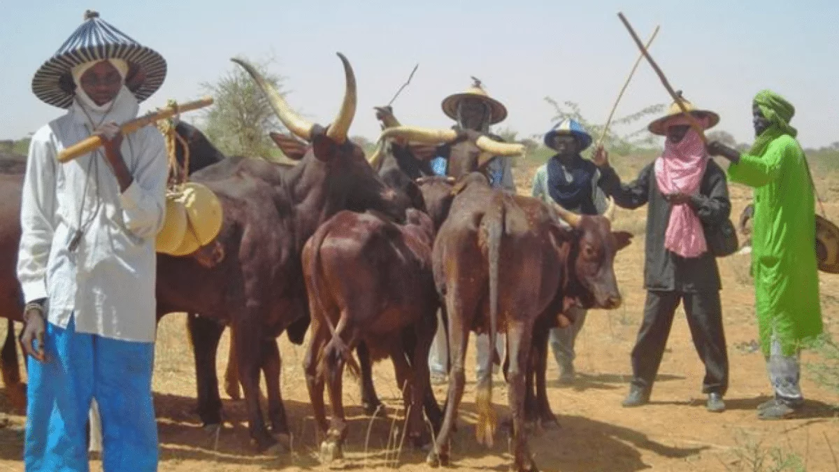 10,000 pastoralists killed, 2 million displaced in seven years "“ MACBAN